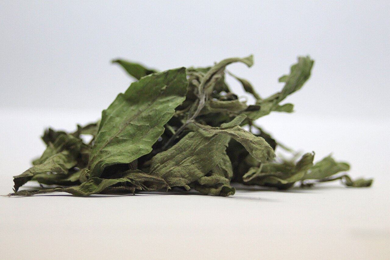 Stevia (Stevia rebaudiana) live herb plant from Wade Greens