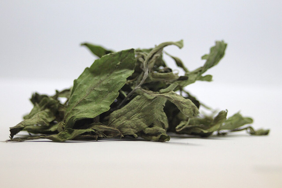 Stevia (Stevia rebaudiana) live herb plant from Wade Greens