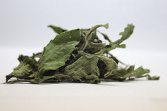 Stevia (Stevia rebaudiana) live herb plant from Wade Greens