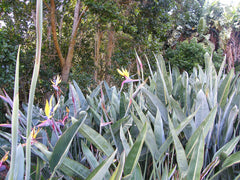 Bird of Paradise (Strelitzia reginae) — live plant from Wade Greens