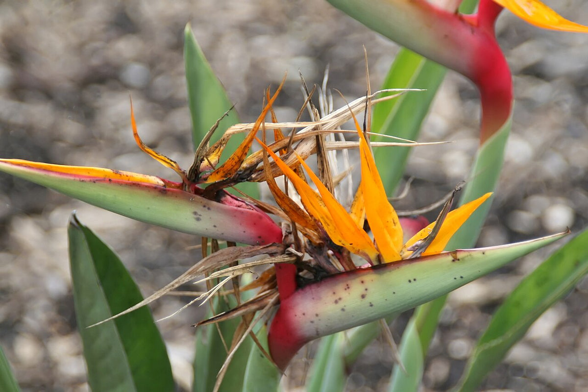Bird of Paradise (Strelitzia reginae) — live plant from Wade Greens