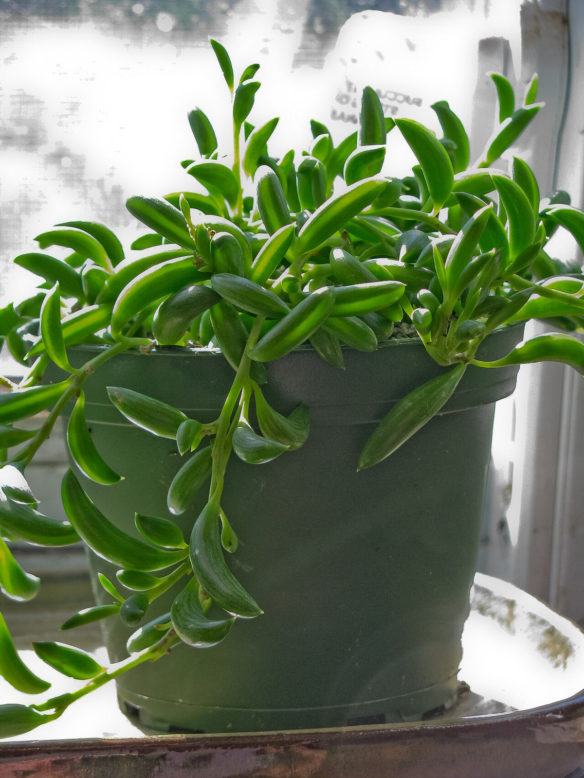 String of Bananas Succulent — photo: KaitM42, CC BY-SA 3.0, via Wikimedia Commons