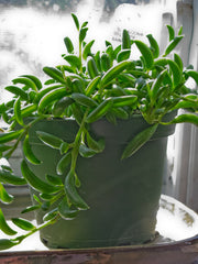 String of Bananas Succulent — photo: KaitM42, CC BY-SA 3.0, via Wikimedia Commons