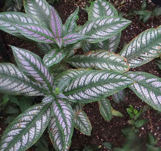 Persian Shield (Strobilanthes dyerianus) iridescent silver-purple foliage. Photo: Jerzy Opiola, CC BY-SA 4.0, via Wikimedia Commons.