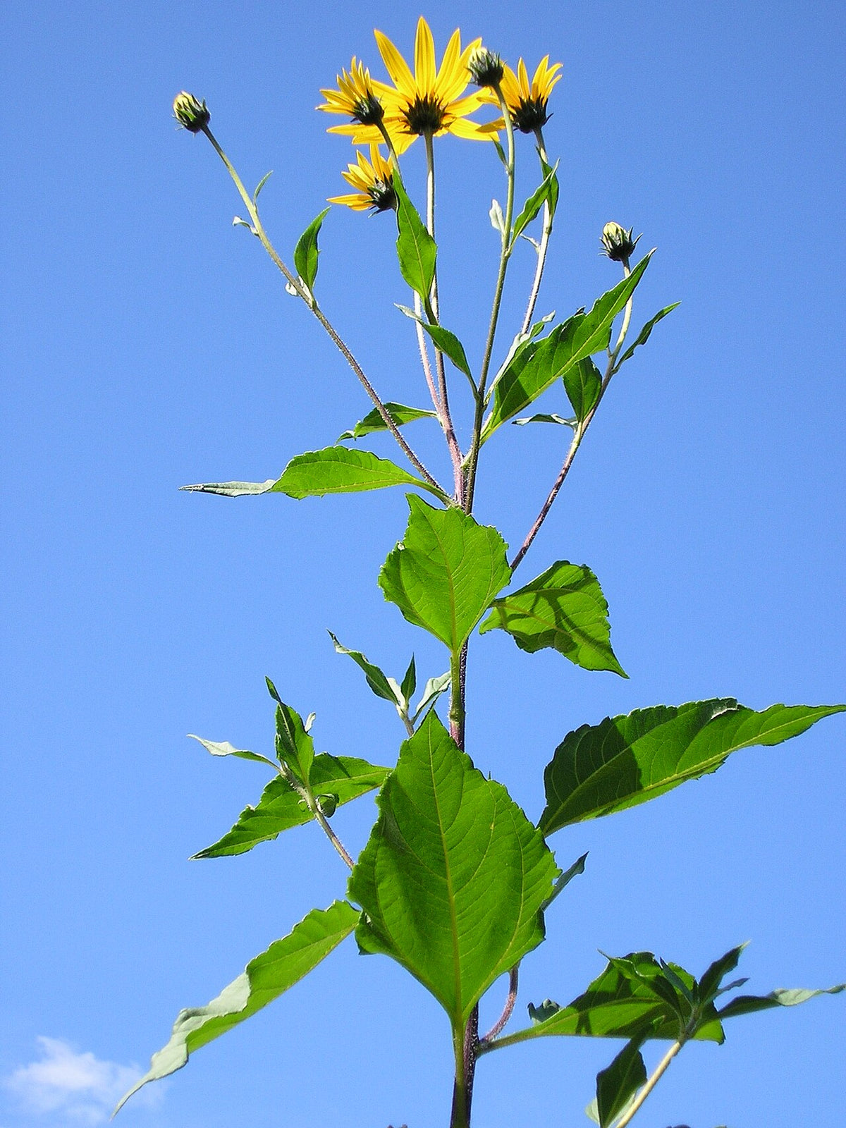Fresh Jerusalem Artichoke (Sunchoke) grown in Alabama by Wade Greens
