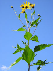 Fresh Jerusalem Artichoke (Sunchoke) grown in Alabama by Wade Greens
