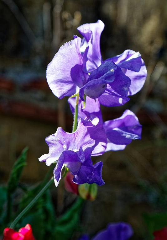 Sweet Pea (Lathyrus odoratus) - live plant from Wade Greens