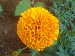Marigold Edible Flowers — photo: Adityamadhav83, CC BY-SA 3.0, via Wikimedia Commons