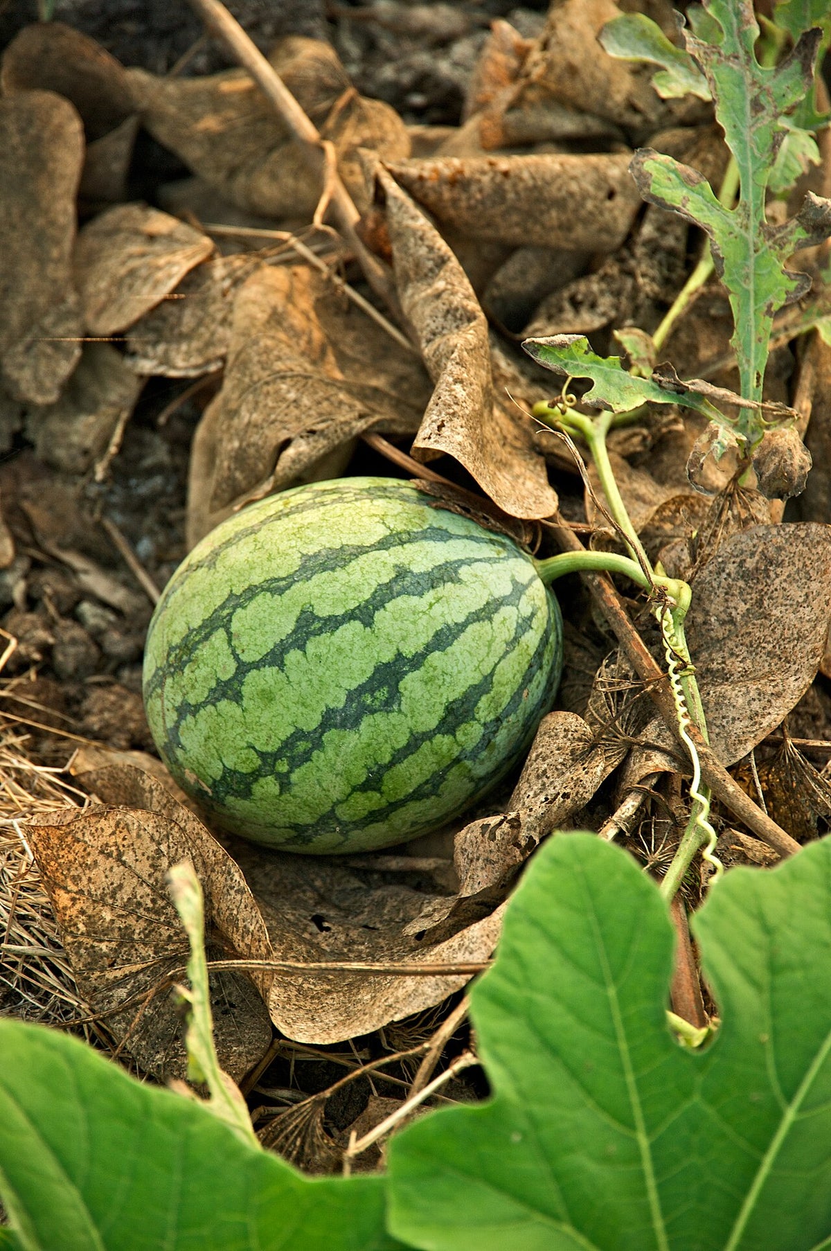 Watermelon Starter Plant — photo: Fred Hsu, CC BY-SA 3.0, via Wikimedia Commons