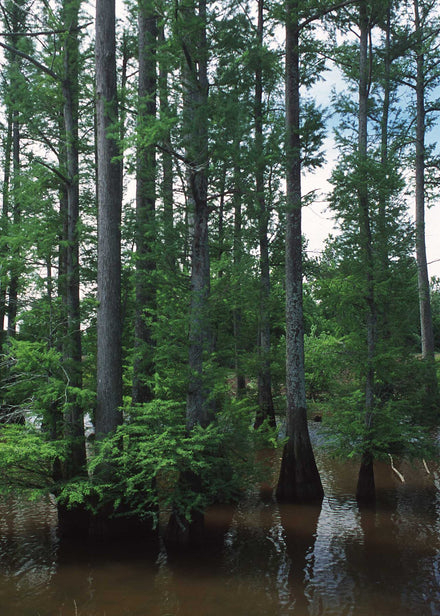 Bald Cypress Tree