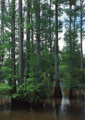 Bald Cypress Tree — photo: Wikimedia Commons contributor, Public domain, via Wikimedia Commons