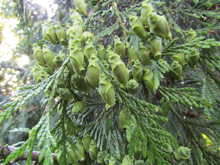 Arborvitae 'Green Giant' Tree