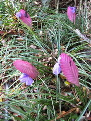 Air Plants (Tillandsia) (Tillandsia) — live plant from Wade Greens