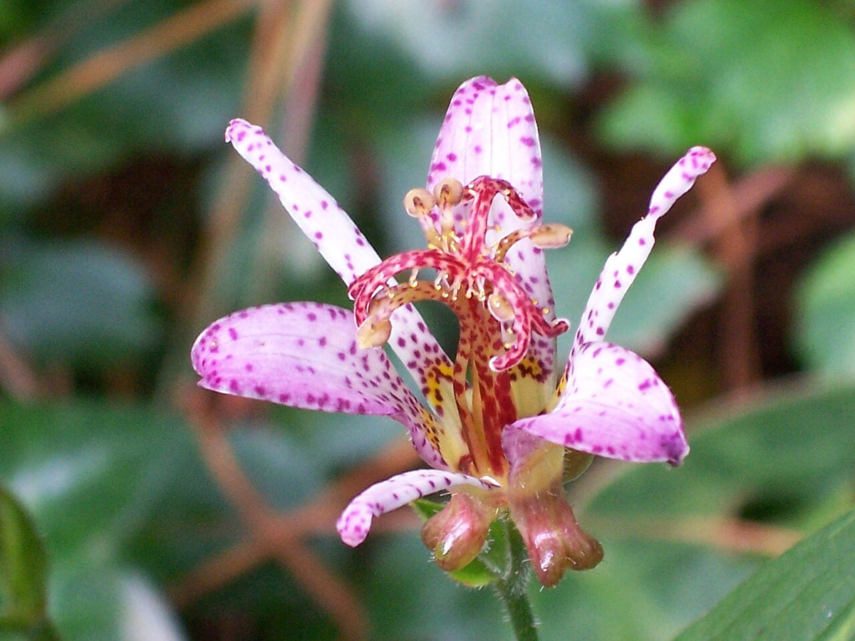 Toad Lily (Tricyrtis) (Tricyrtis) — live plant from Wade Greens