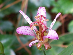 Toad Lily (Tricyrtis) (Tricyrtis) — live plant from Wade Greens