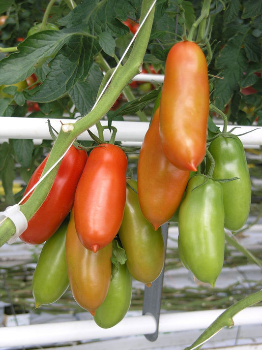 San Marzano Tomato Starter Plant — photo: Goldlocki, CC BY-SA 3.0, via Wikimedia Commons