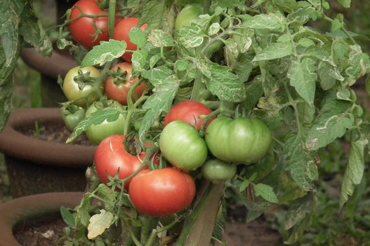 Fresh Roma Tomatoes grown in Alabama by Wade Greens