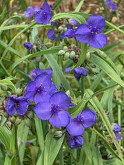 Tradescantia (Inch Plant) (Tradescantia zebrina) — live plant from Wade Greens