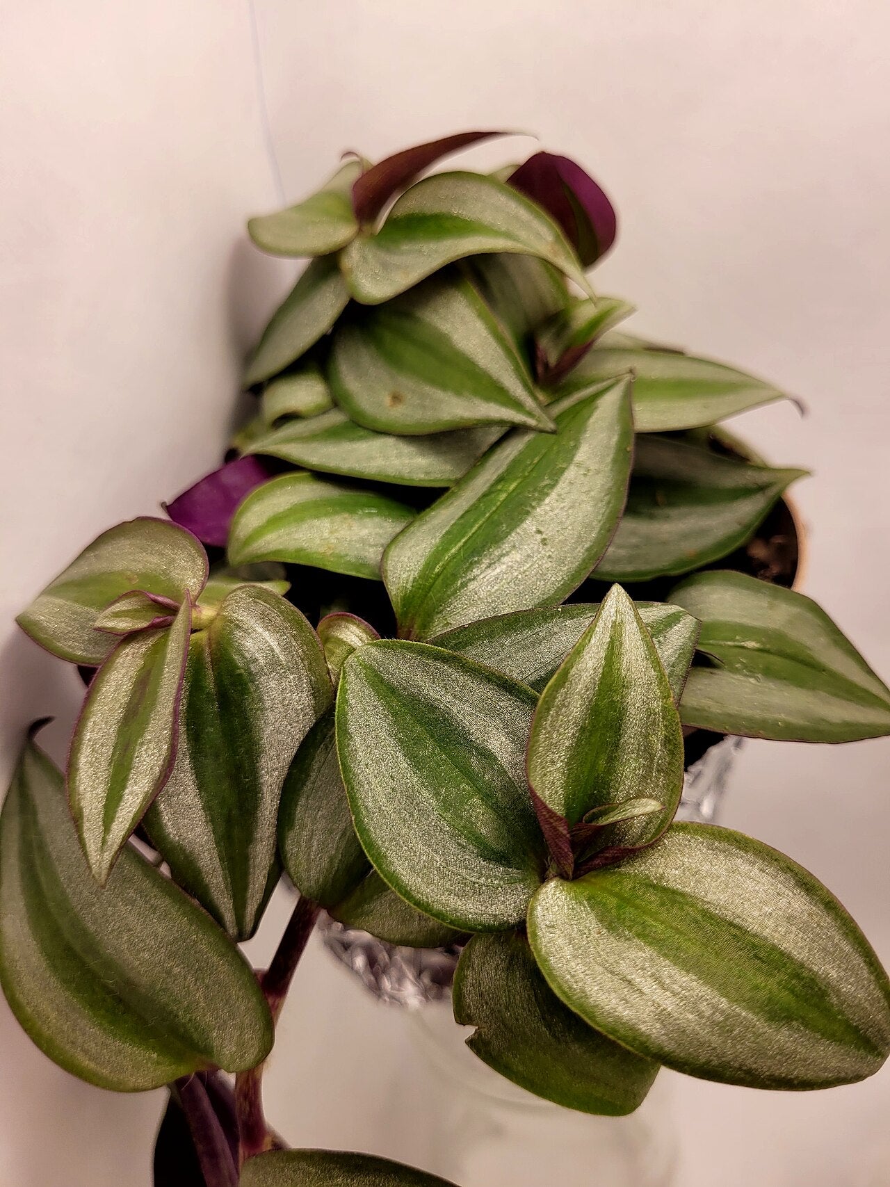 Tradescantia (Inch Plant) (Tradescantia zebrina) — live plant from Wade Greens