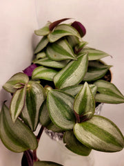 Tradescantia (Inch Plant) (Tradescantia zebrina) — live plant from Wade Greens