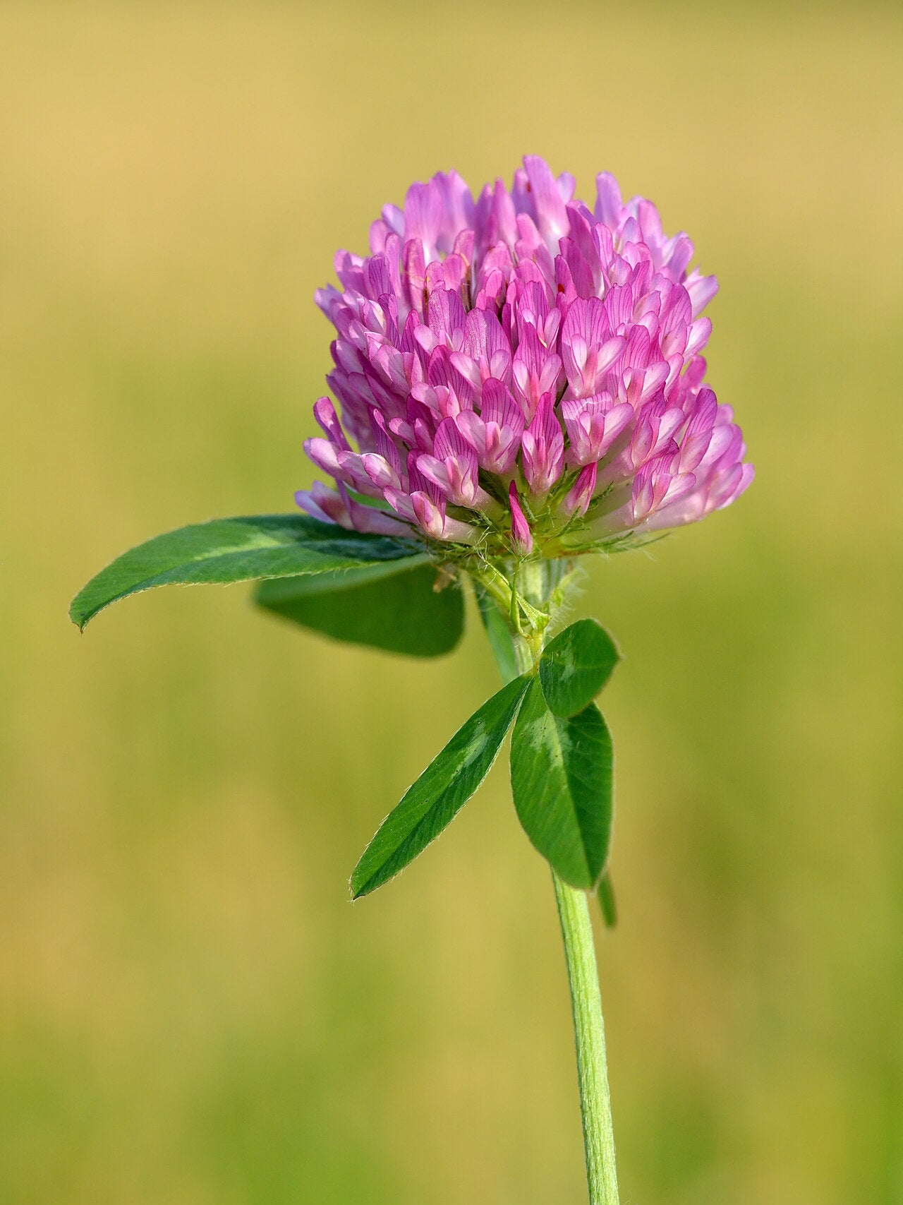 Red Clover Microgreens — photo: Ivar Leidus, CC BY-SA 4.0, via Wikimedia Commons