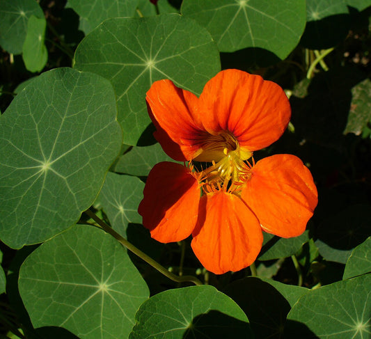 Fresh Nasturtium Microgreens grown in Alabama by Wade Greens