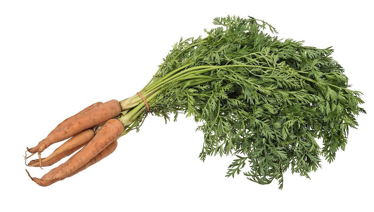 Carrot Starter Plant — photo: Evan-Amos, Public domain, via Wikimedia Commons