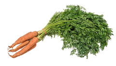 Carrot Starter Plant — photo: Evan-Amos, Public domain, via Wikimedia Commons