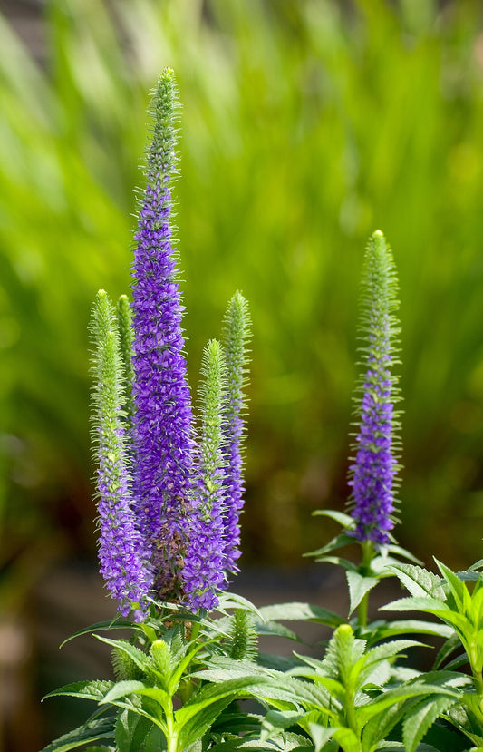 Veronica spicata (Speedwell) upright purple-blue flower spikes. Photo: masaki ikeda, CC BY-SA 3.0, via Wikimedia Commons.