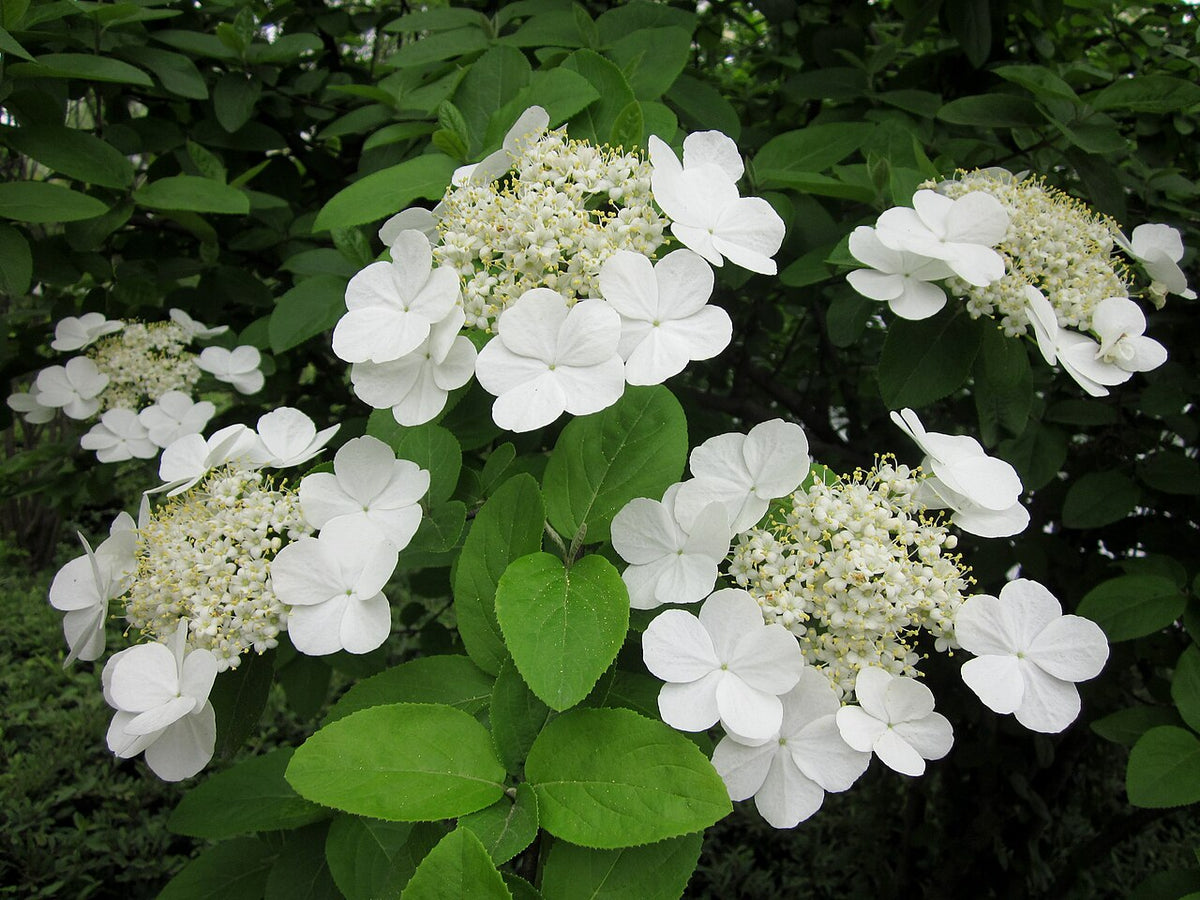 Chinese Snowball Viburnum (Viburnum macrocephalum) large white spherical flower head. Photo: Neux-Neux, CC BY-SA 3.0, via Wikimedia Commons.