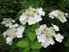 Chinese Snowball Viburnum (Viburnum macrocephalum) large white spherical flower head. Photo: Neux-Neux, CC BY-SA 3.0, via Wikimedia Commons.