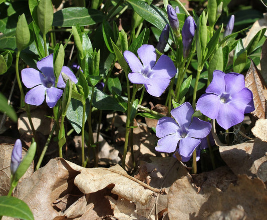 Vinca minor (Periwinkle) violet-blue flowers over glossy evergreen trailing foliage. Photo: George Chernilevsky, public domain, via Wikimedia Commons.