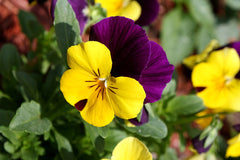 Pansy & Viola (Viola) — live plant from Wade Greens