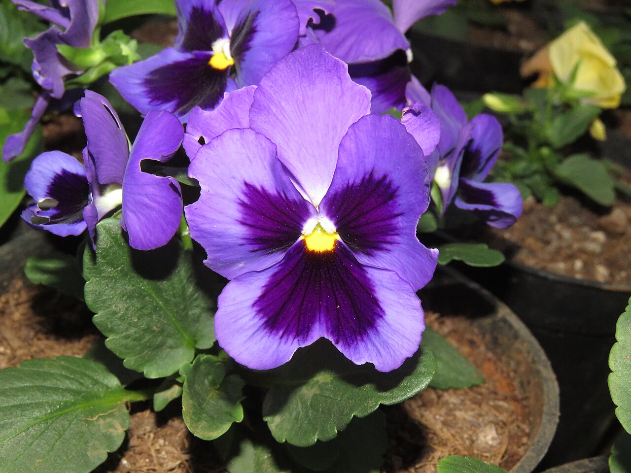 Pansy & Viola (Viola) — live plant from Wade Greens