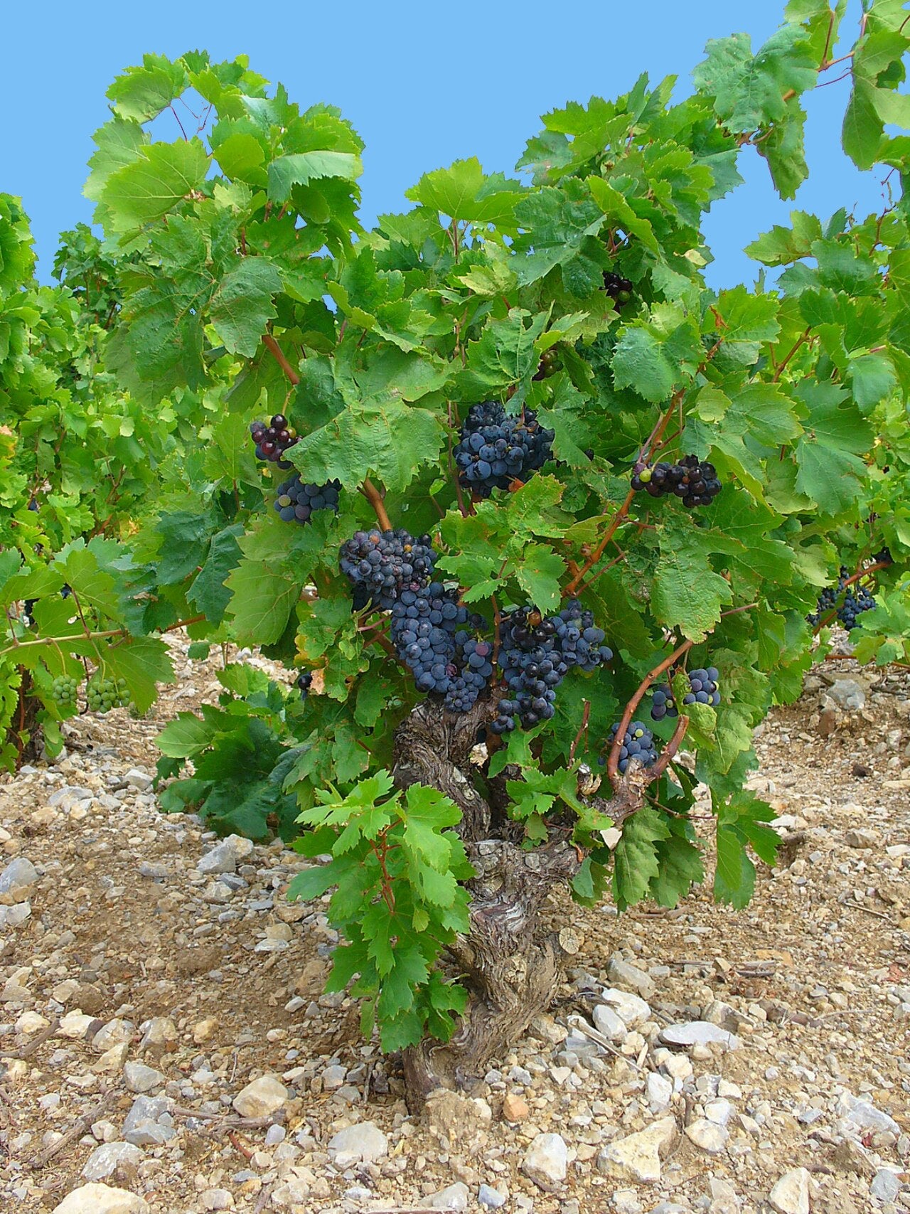 Fresh Table Grape grown in Alabama by Wade Greens