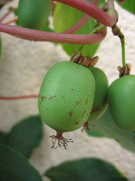 Hardy Kiwi Plant
