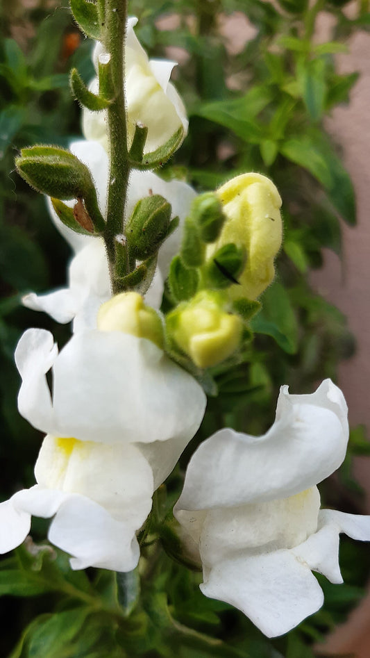 Snapdragons (Antirrhinum majus) - live plant from Wade Greens