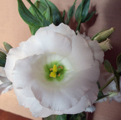 Ranunculus & Lisianthus (Ranunculus / Eustoma) - live plant from Wade Greens