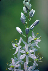 Camassia Bulbs (Camassia) — live plant from Wade Greens