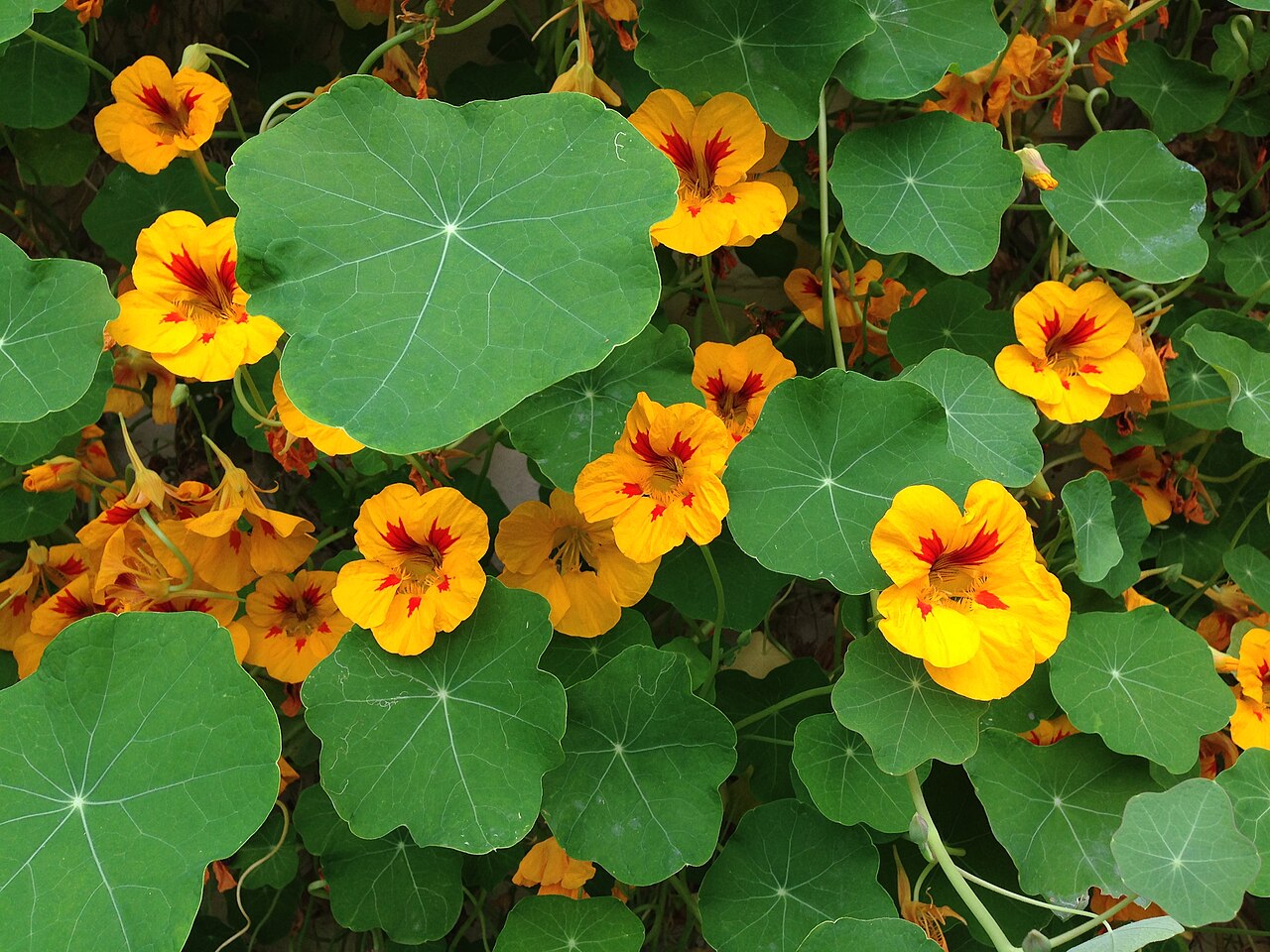 Fresh Nasturtium Microgreens grown in Alabama by Wade Greens