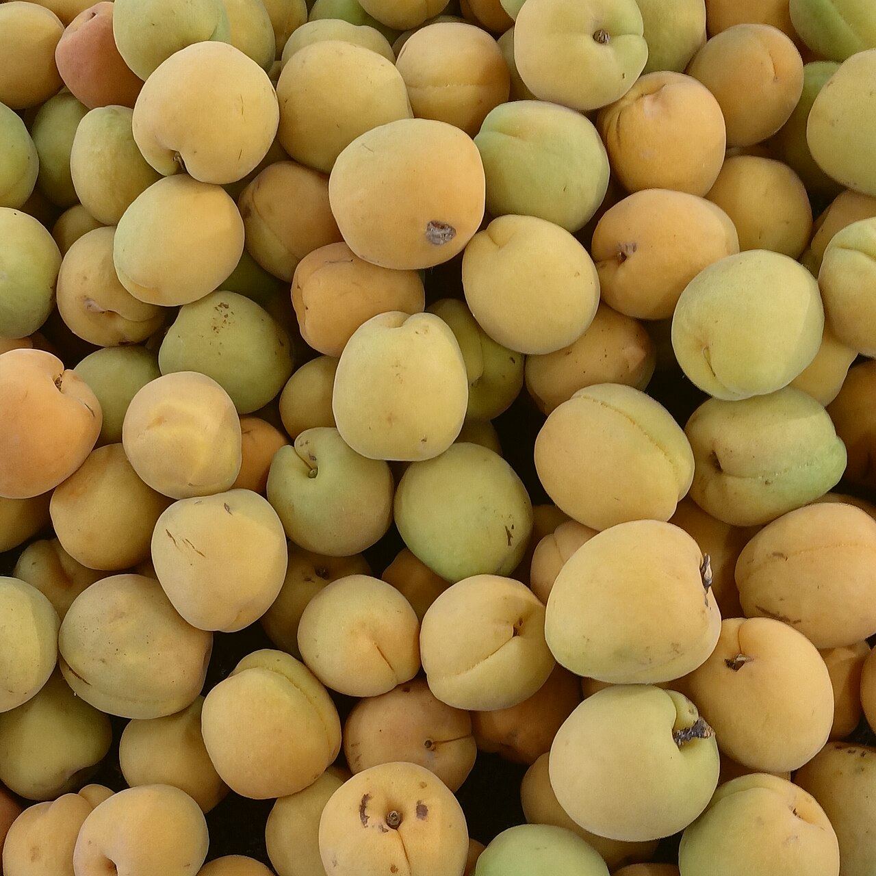 Apricots — photo: Fumikas Sagisavas, CC0, via Wikimedia Commons