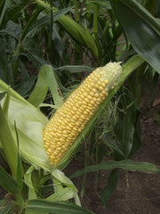 Fresh Sweet Corn grown in Alabama by Wade Greens