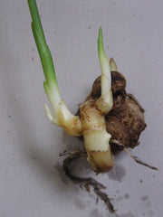 Fresh Ginger grown in Alabama by Wade Greens