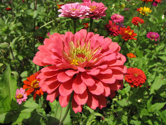 Zinnias (Zinnia elegans) - live plant from Wade Greens