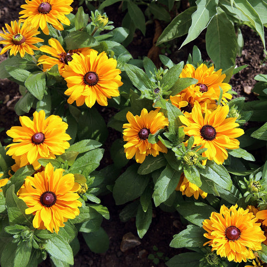 Black-Eyed Susan (Rudbeckia) Bare-Root (Rudbeckia) - live plant from Wade Greens