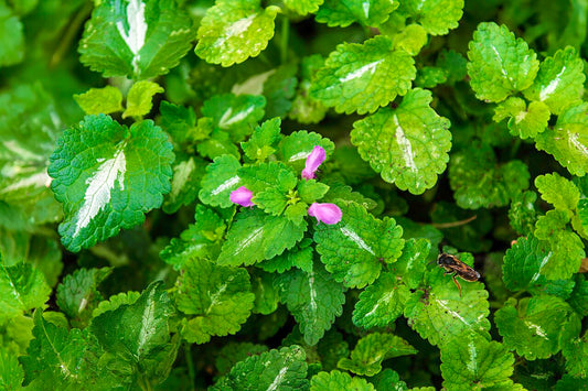 Lamium maculatum (Deadnettle) silver-centred leaves edged in green. Photo: Didier Descouens, CC BY-SA 4.0, via Wikimedia Commons.