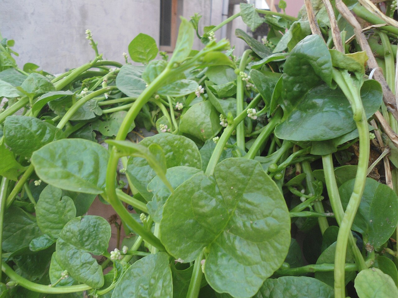 Fresh Malabar Spinach grown in Alabama by Wade Greens