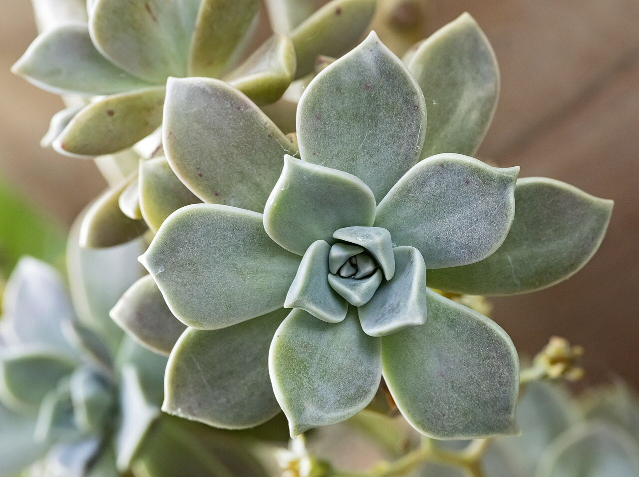 Ghost Plant Succulent — photo: Didier Descouens, CC BY-SA 4.0, via Wikimedia Commons