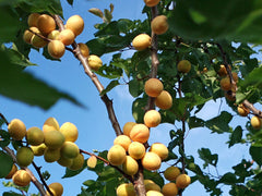 Apricot Tree — photo: teteria sonnna from Obukhiv, Ukraine, CC BY 2.0, via Wikimedia Commons