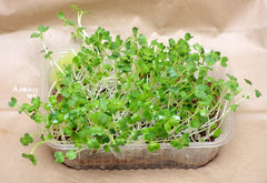 Buckwheat Microgreens — photo: Pannet, CC BY-SA 4.0, via Wikimedia Commons